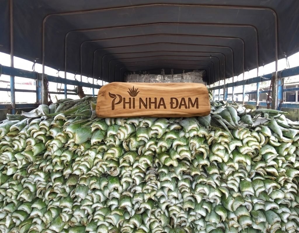 Lá Nha Đam Thái Cty 1