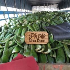 Lá Nha Đam Thái Cty 2