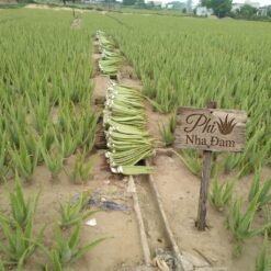 Lá Nha Đam Thái Tuyển Chọn 1