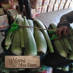 Lá Nha Đam Thái Tuyển Chọn 12