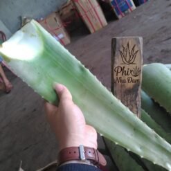 Lá Nha Đam Thái Tuyển Chọn 13