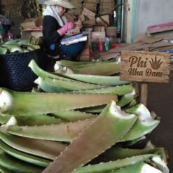 Lá Nha Đam Thái Tuyển Chọn 14