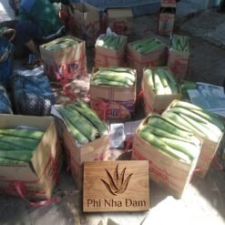 Lá Nha Đam Thái Tuyển Chọn 15