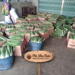 Lá Nha Đam Thái Tuyển Chọn 16