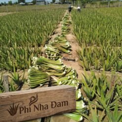 Lá Nha Đam Thái Tuyển Chọn 2