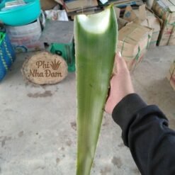 Lá Nha Đam Thái Tuyển Chọn 20