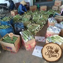 Lá Nha Đam Thái Tuyển Chọn 21