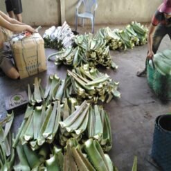 Lá Nha Đam Thái Tuyển Chọn 4