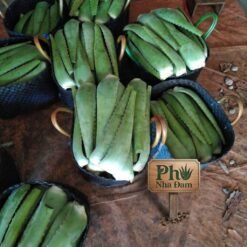 Lá Nha Đam Thái Tuyển Chọn 7