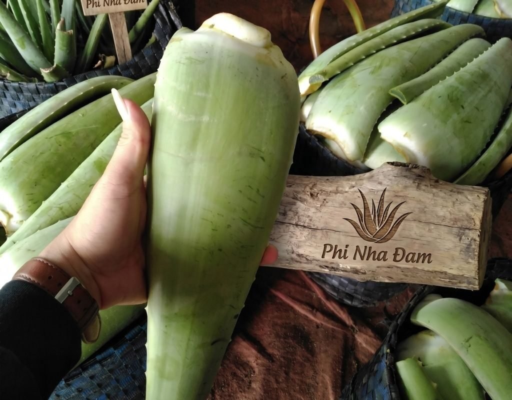 Lá Nha Đam Thái Tuyển Chọn 8