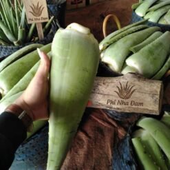 Lá Nha Đam Thái Tuyển Chọn 8