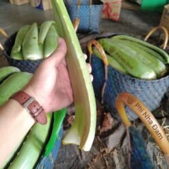 Lá Nha Đam Thái Tuyển Chọn 9