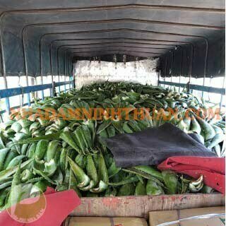 Lá Nha Đam Công Ty - Ảnh 5