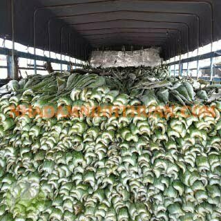 Lá Nha Đam Công Ty - Ảnh 4