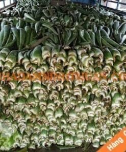 Lá Nha Đam Công Ty