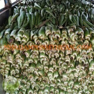 Lá Nha Đam Công Ty - Ảnh 3