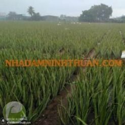 Alternative view of Lá Nha Đam Công Ty