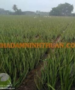 Alternative view of Lá Nha Đam Công Ty