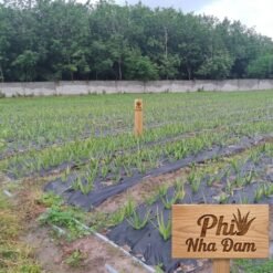 Mô hình Vườn Nha Đam 1 hecta 1