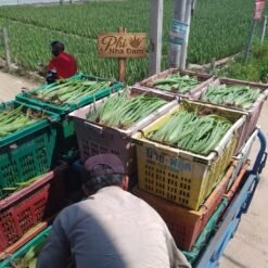 Mô hình Vườn Nha Đam 1 hecta 10