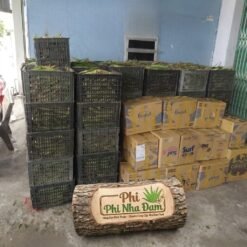 Mô hình Vườn Nha Đam 1 hecta 11