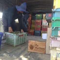 Mô hình Vườn Nha Đam 1 hecta 12