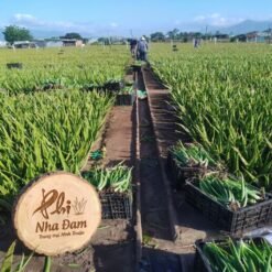 Mô hình Vườn Nha Đam 1 hecta 13