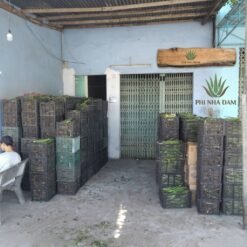 Mô hình Vườn Nha Đam 1 hecta 14