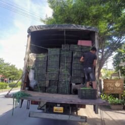 Mô hình Vườn Nha Đam 1 hecta 15