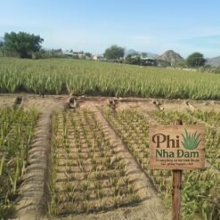 Mô hình Vườn Nha Đam 1 hecta 16