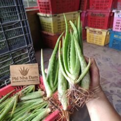 Mô hình Vườn Nha Đam 1 hecta 17