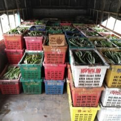 Mô hình Vườn Nha Đam 1 hecta 18