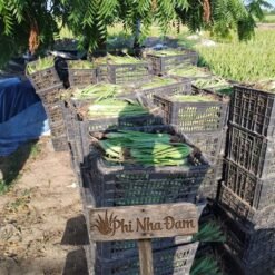 Mô hình Vườn Nha Đam 1 hecta 3