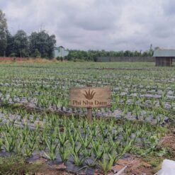 Mô hình Vườn Nha Đam 1 hecta 5