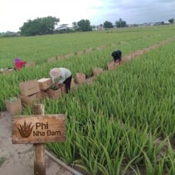 Mô hình Vườn Nha Đam 1 hecta 7