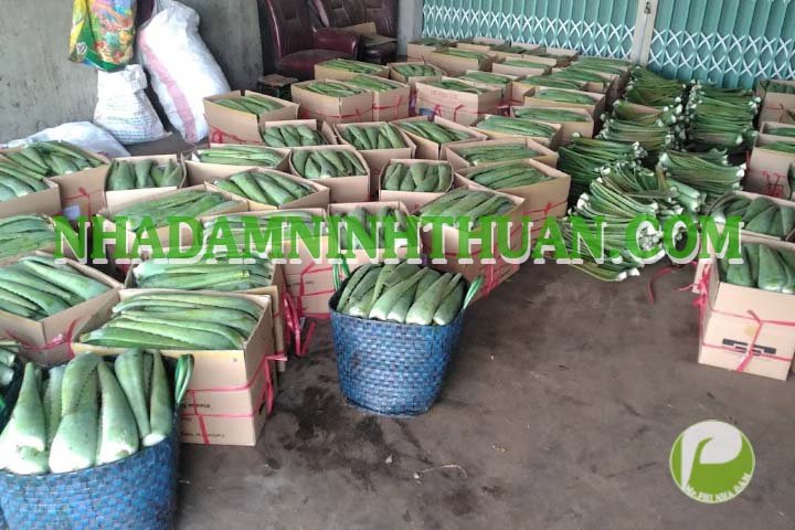 Nguyên Liệu Lá Nha Đam Thái Trên 3 Tấn - Ảnh 10