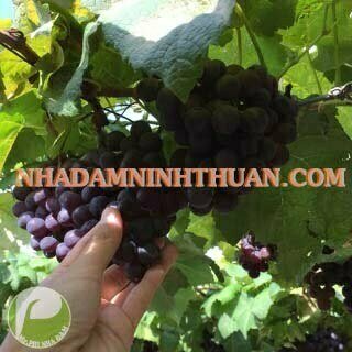 Nho Kẹo Ninh Thuận - Ảnh 4