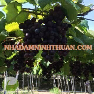 Nho Kẹo Ninh Thuận - Ảnh 3