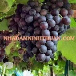 Nho Kẹo Ninh Thuận