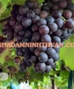 Nho Kẹo Ninh Thuận