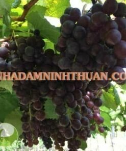 Alternative view of Nho Kẹo Ninh Thuận