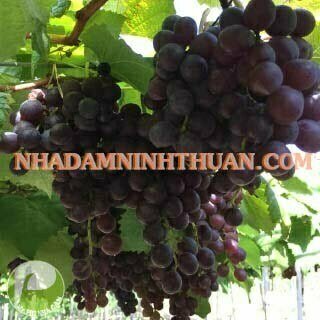 Nho Kẹo Ninh Thuận - Ảnh 2