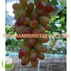 Alternative view of Nho Móng Tay Hồng Nhật Ninh Thuận