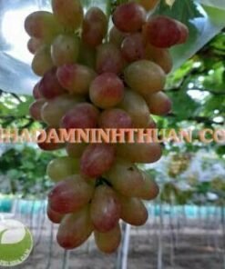 Alternative view of Nho Móng Tay Hồng Nhật Ninh Thuận