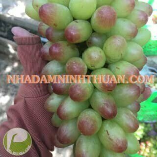 Nho Móng Tay Hồng Nhật Ninh Thuận - Ảnh 4