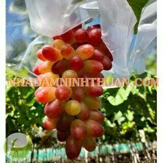 Nho Móng Tay Hồng Nhật Ninh Thuận - Ảnh 3