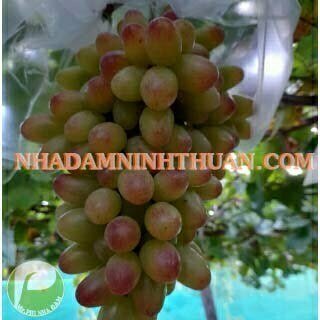 Nho Móng Tay Hồng Nhật Ninh Thuận - Ảnh 12