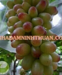 Nho Móng Tay Hồng Nhật Ninh Thuận