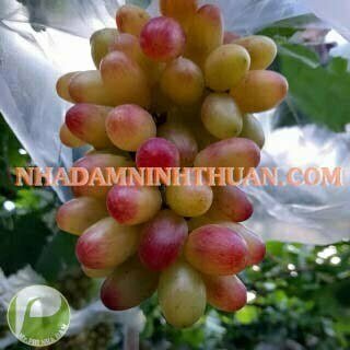 Nho Móng Tay Hồng Nhật Ninh Thuận - Ảnh 11