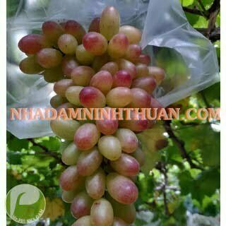 Nho Móng Tay Hồng Nhật Ninh Thuận - Ảnh 10